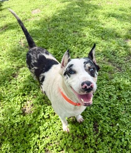 Luna, Adoptable, Adult Female Australian Cattle Dog / Blue Heeler & Siberian Husky.