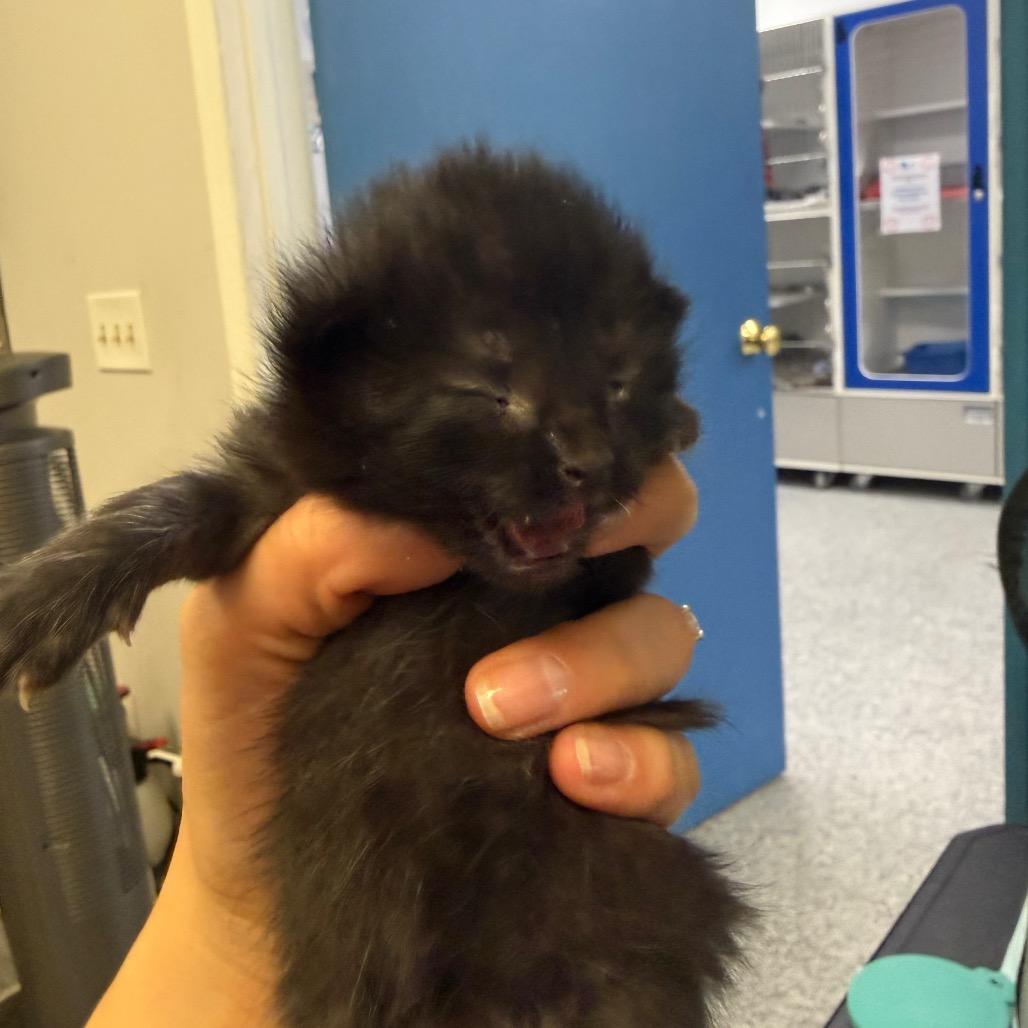 Ribbit, Adoptable, Kitten Female Domestic Short Hair.