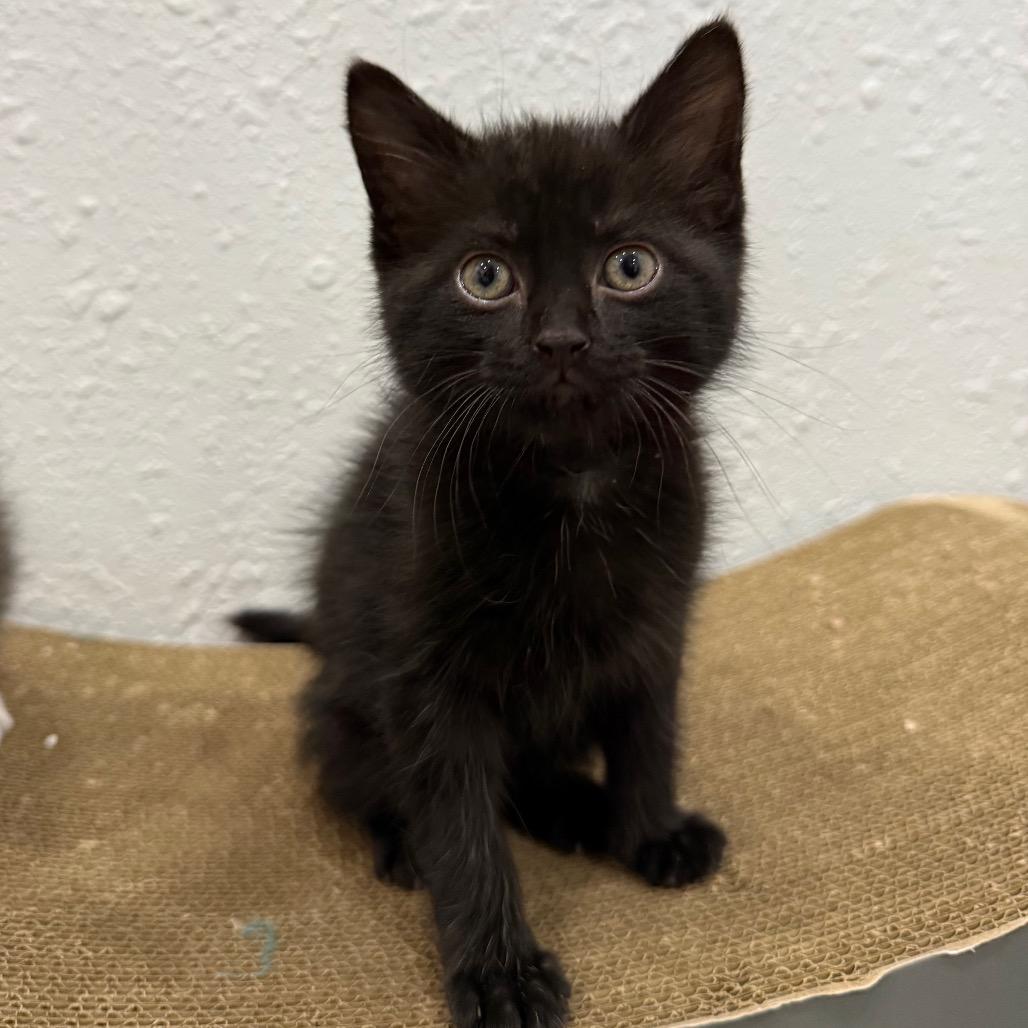 Enlarge Ribbit, a Adoptable Domestic Short Hair in Chaska, MN image 5/6