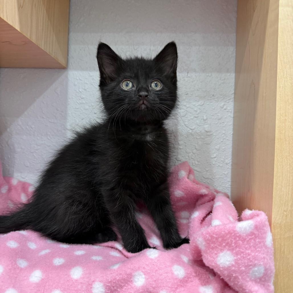 Enlarge Ribbit, a Adoptable Domestic Short Hair in Chaska, MN image 6/6