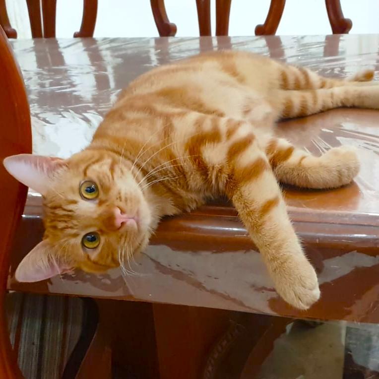 Dream Habeeb, a Adoptable Egyptian Mau in Mississauga, ON image 3/6