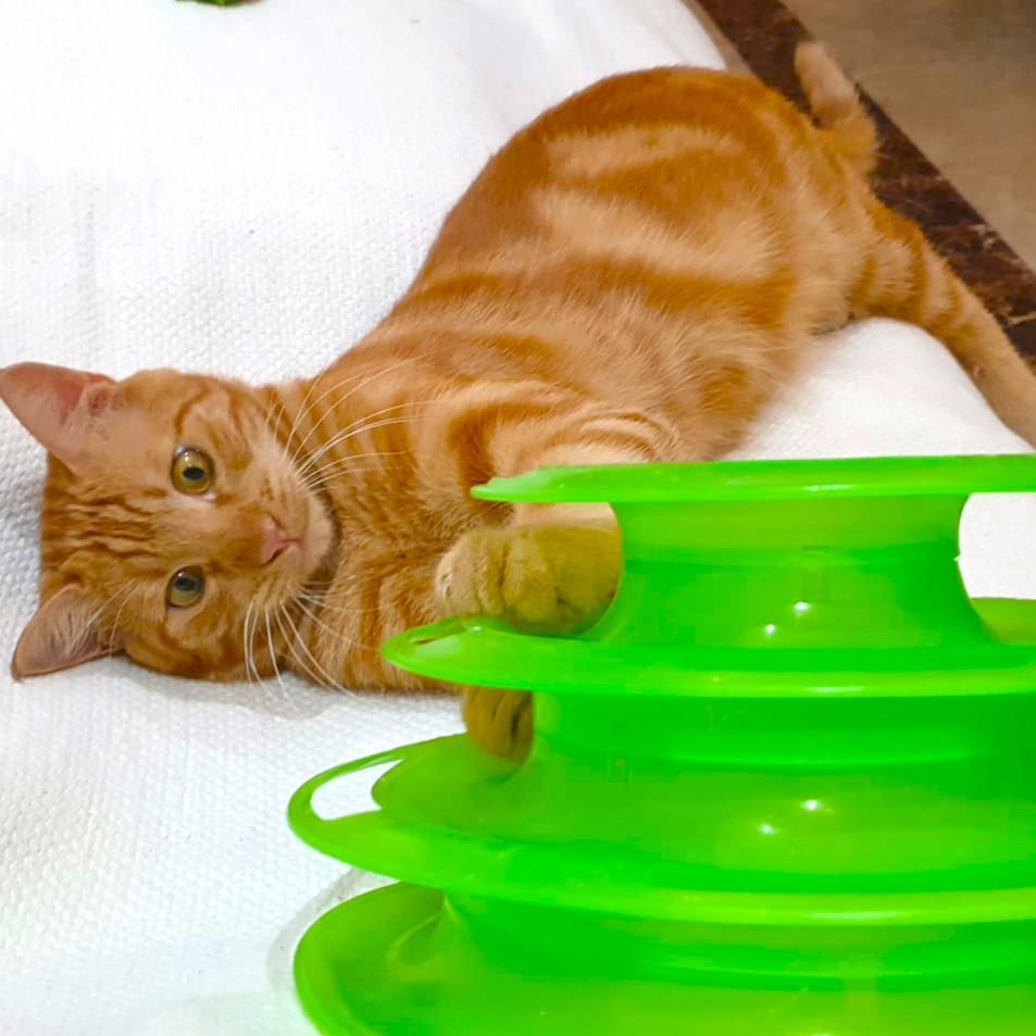 Dream Habeeb, a Adoptable Egyptian Mau in Mississauga, ON image 4/6