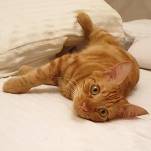 Dream Habeeb, a Adoptable Egyptian Mau in Mississauga, ON image 1/6