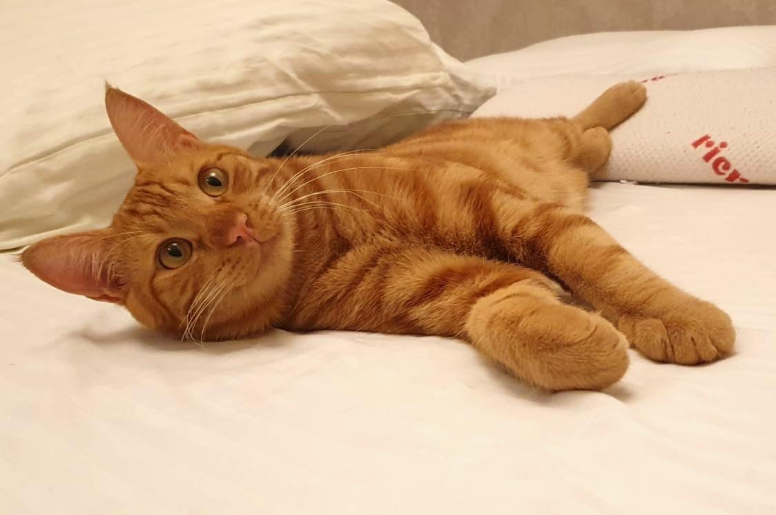 Dream Habeeb, a Adoptable Egyptian Mau in Mississauga, ON image 5/6