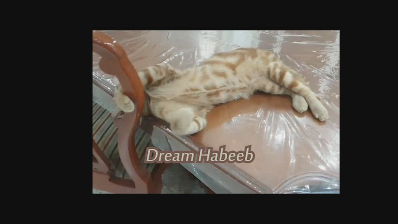 Enlarge Dream Habeeb, a Adoptable Egyptian Mau in Mississauga, ON video 2/6