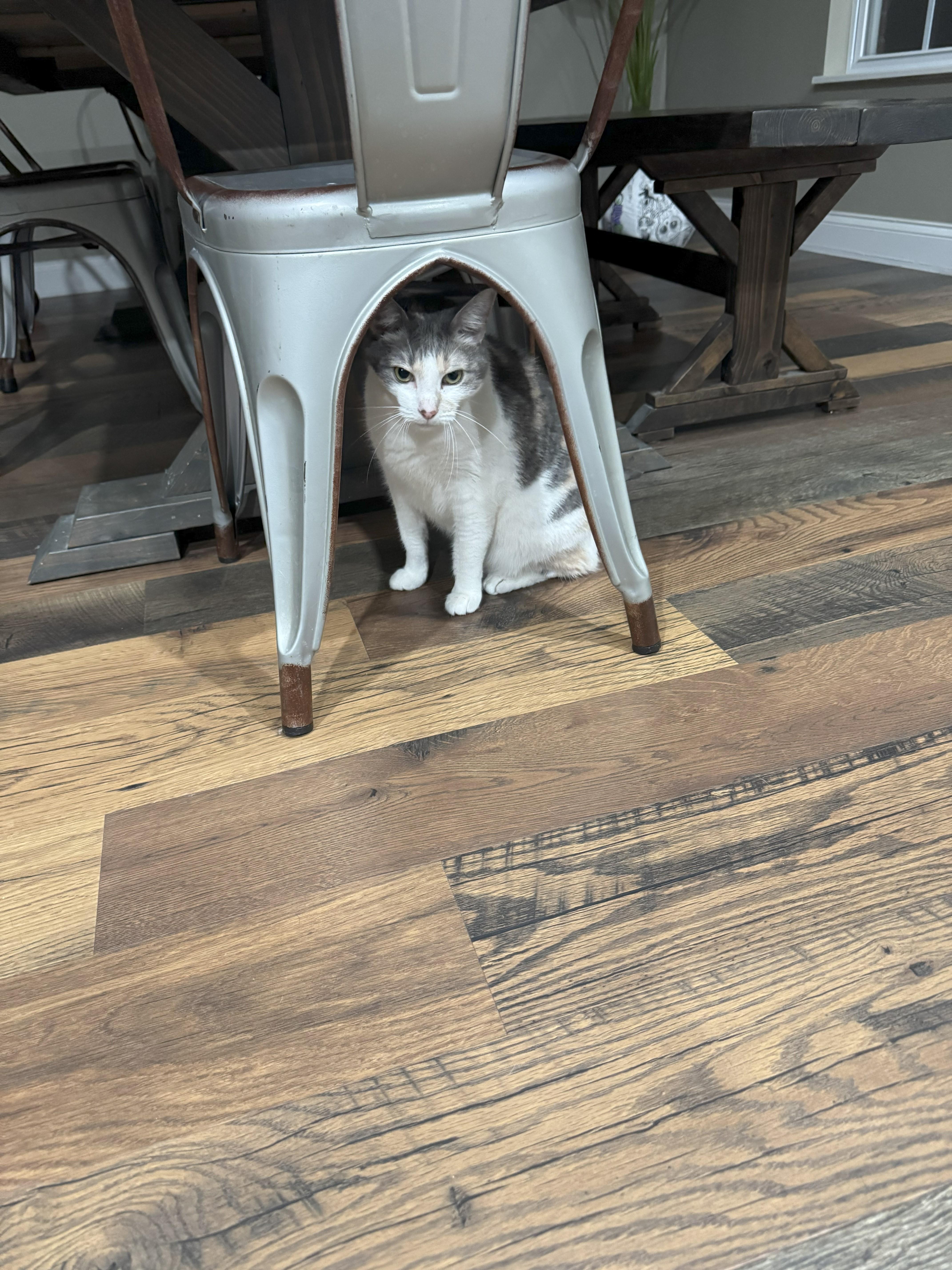 Cali, Adoptable, Adult Female Calico.