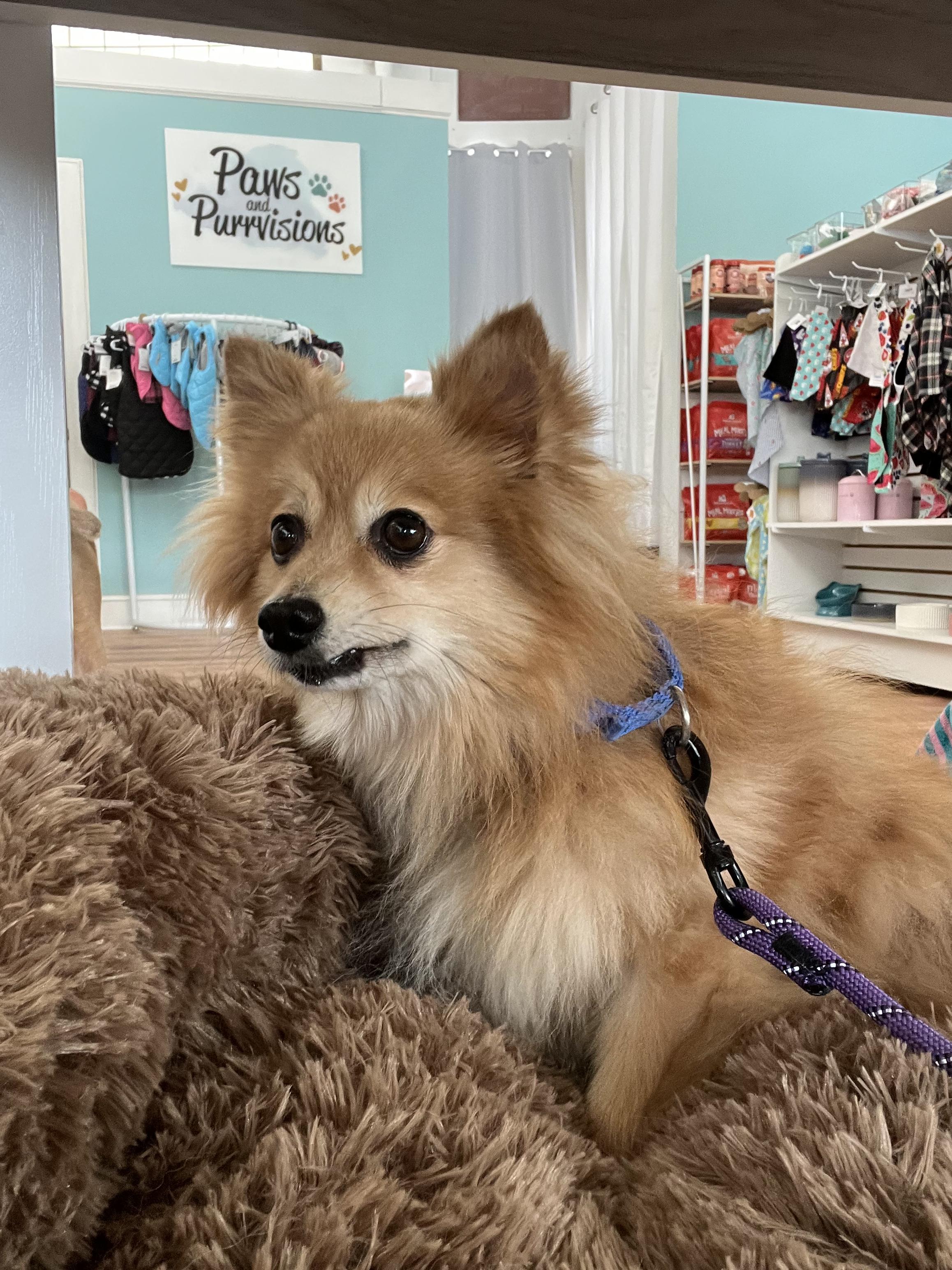 Farrah, Adoptable, Senior Female Pomeranian.