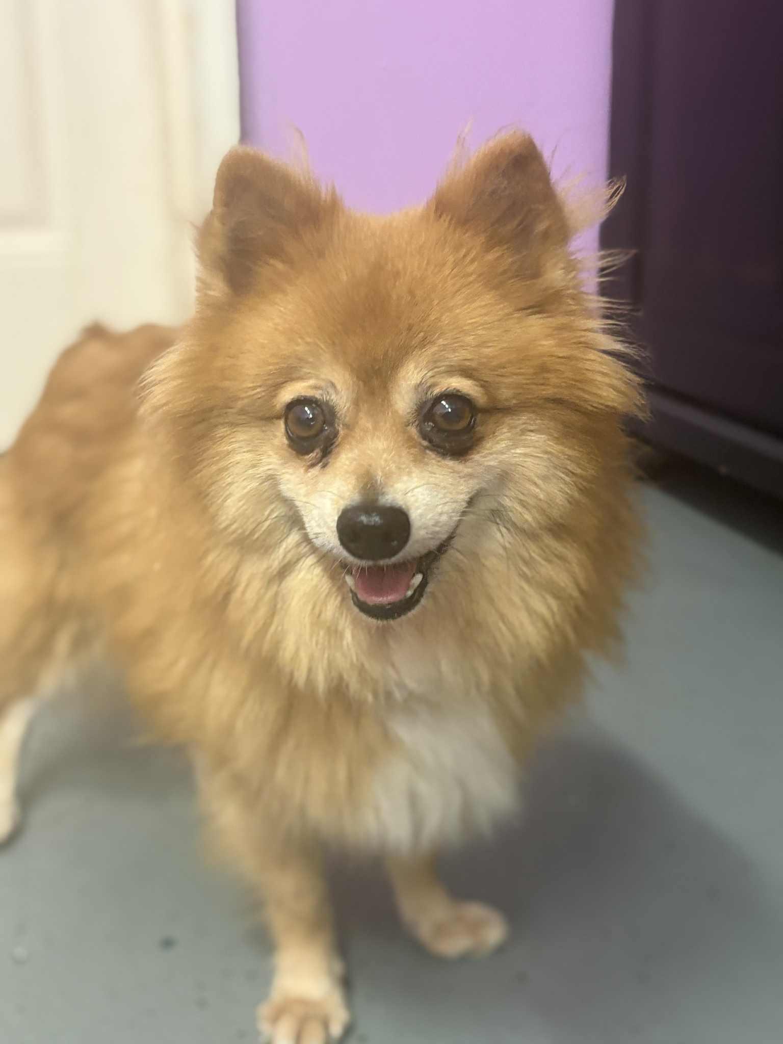 Enlarge Farrah, a Adoptable Pomeranian in Kansas City, MO image 3/3