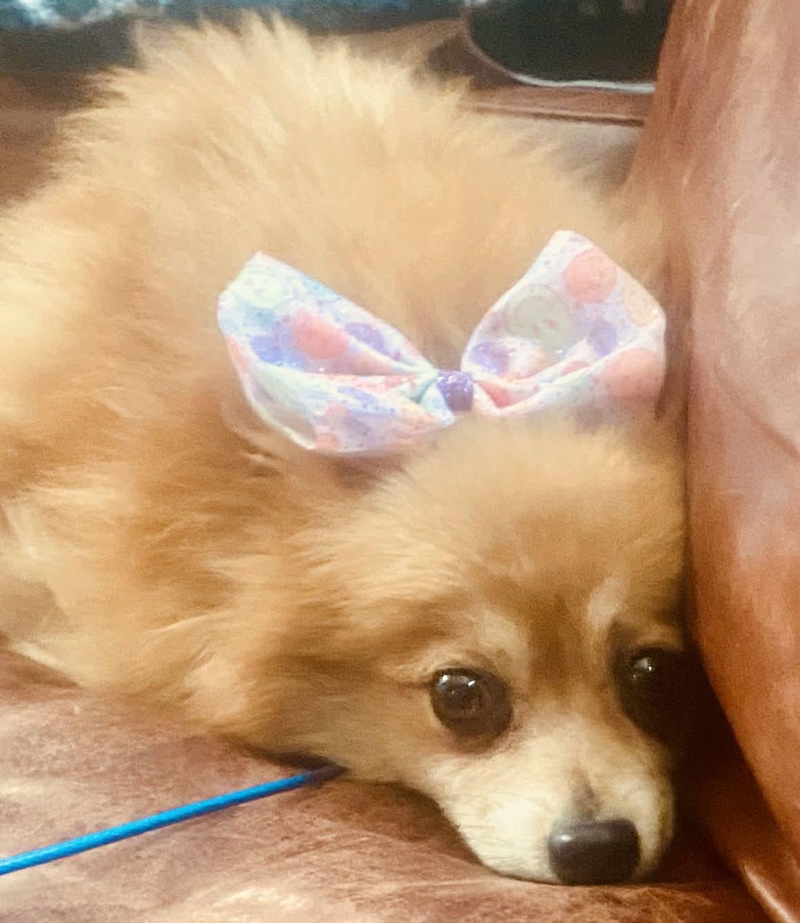 Farrah, a Adoptable Pomeranian in Kansas City, MO image 2/2