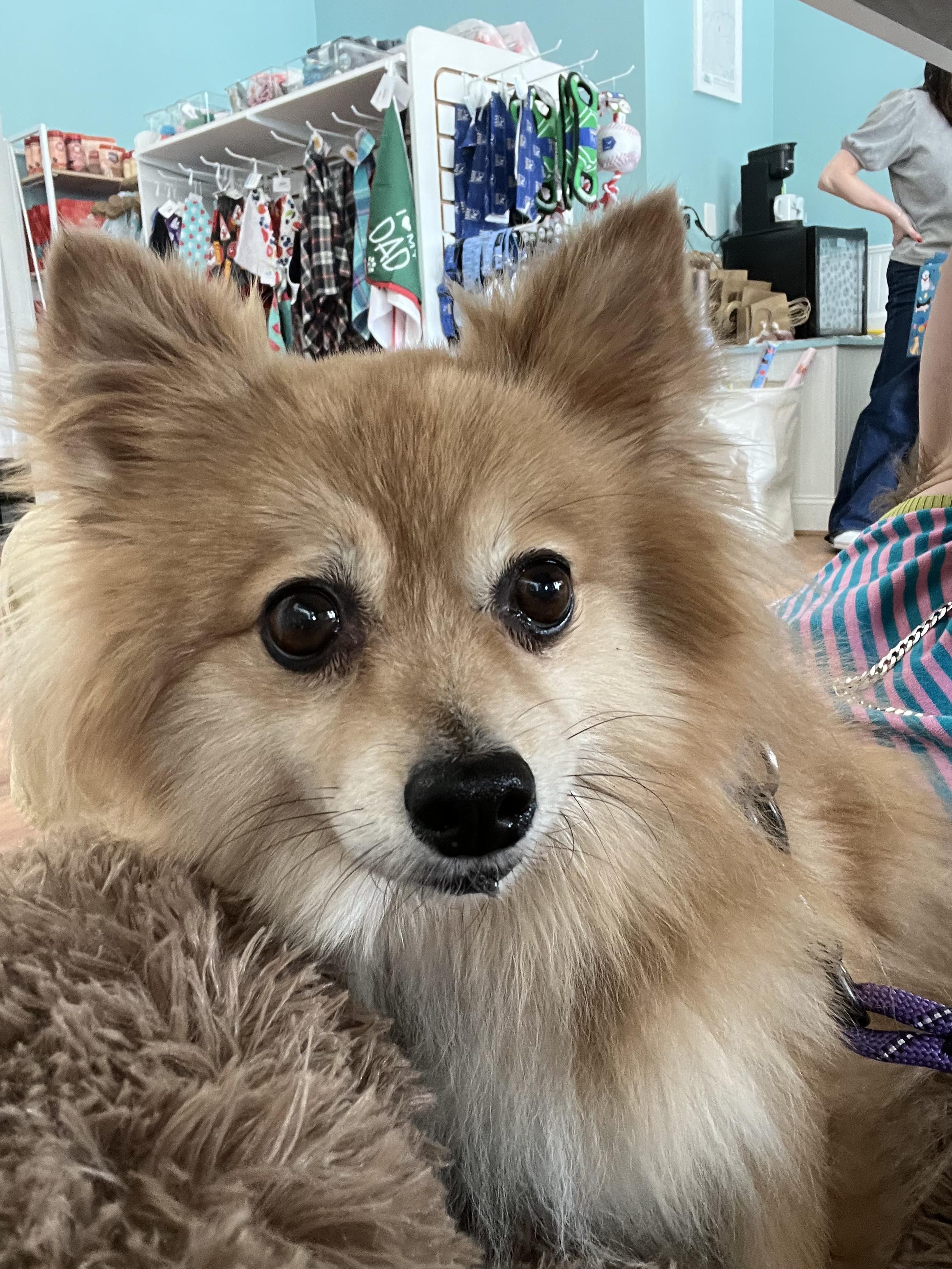 Farrah, a Adoptable Pomeranian in Kansas City, MO image 4/4