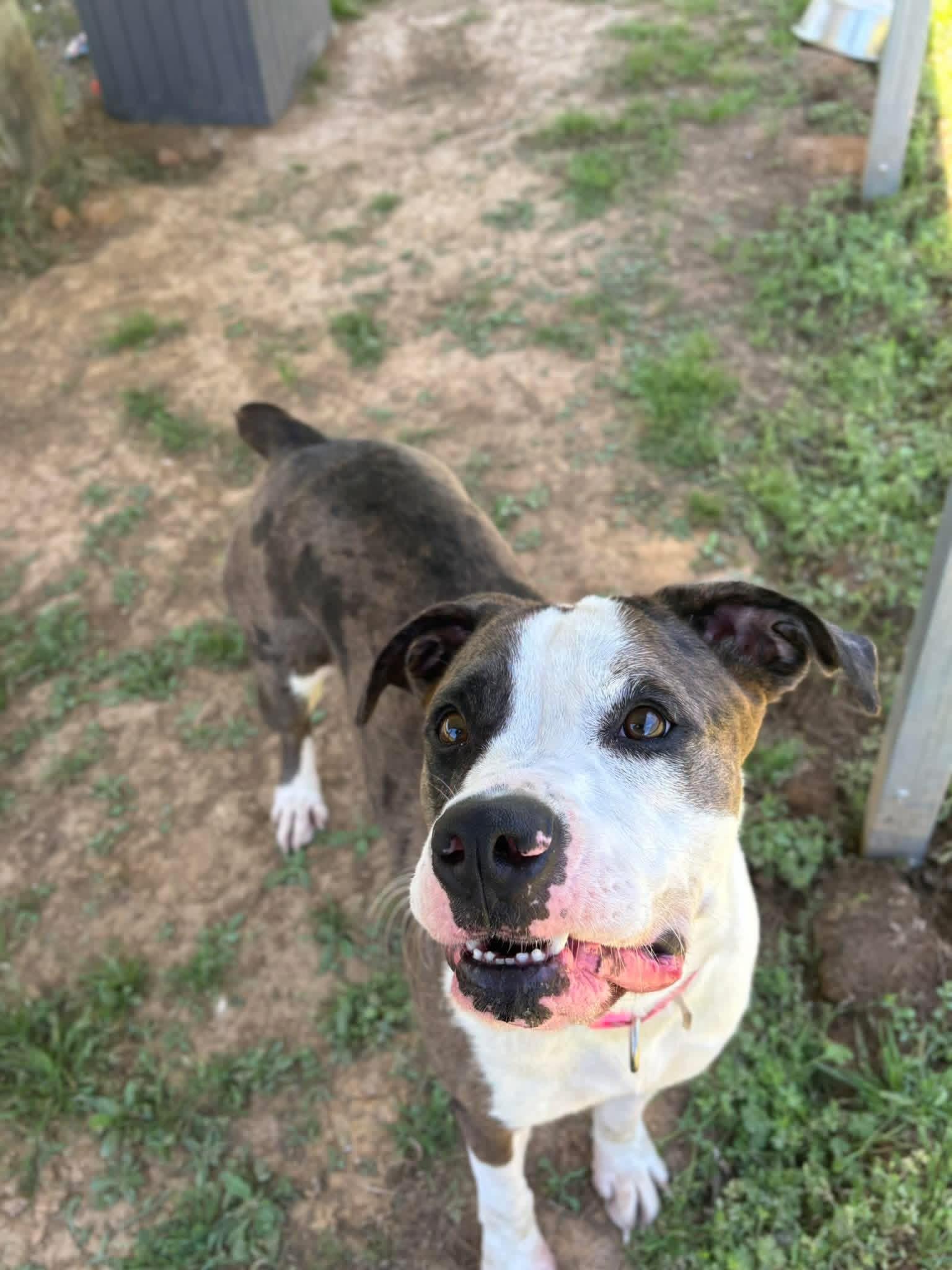 Rayn, ADOPTABLE, Adult Female Boxer.