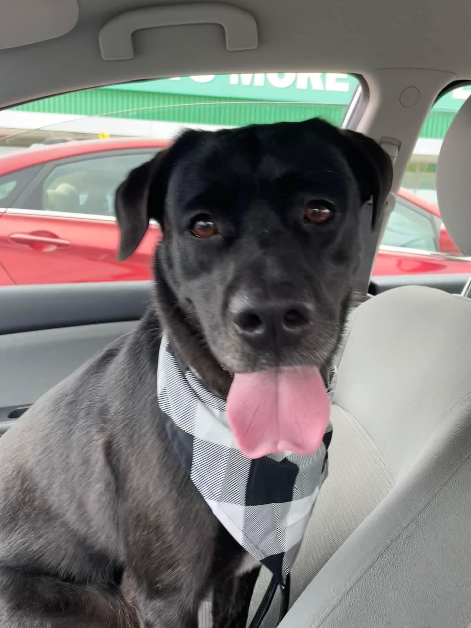 Lady, a Adoptable mixed breed in Lively, ON image 1/3