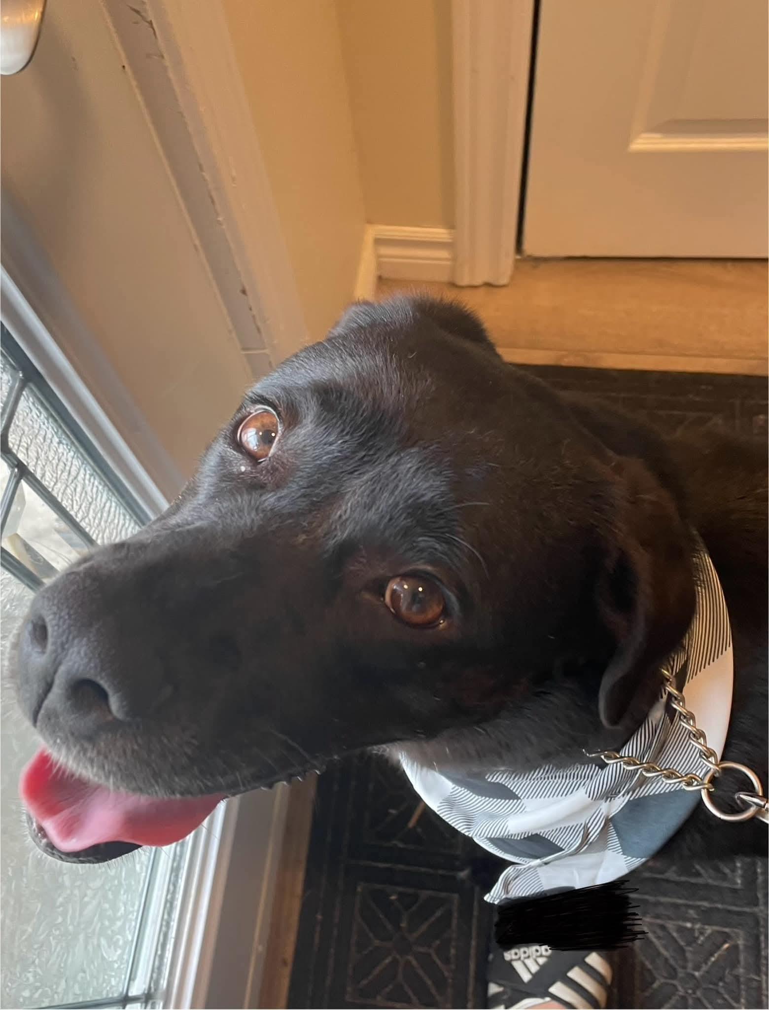 Lady, a Adoptable mixed breed in Lively, ON image 2/3