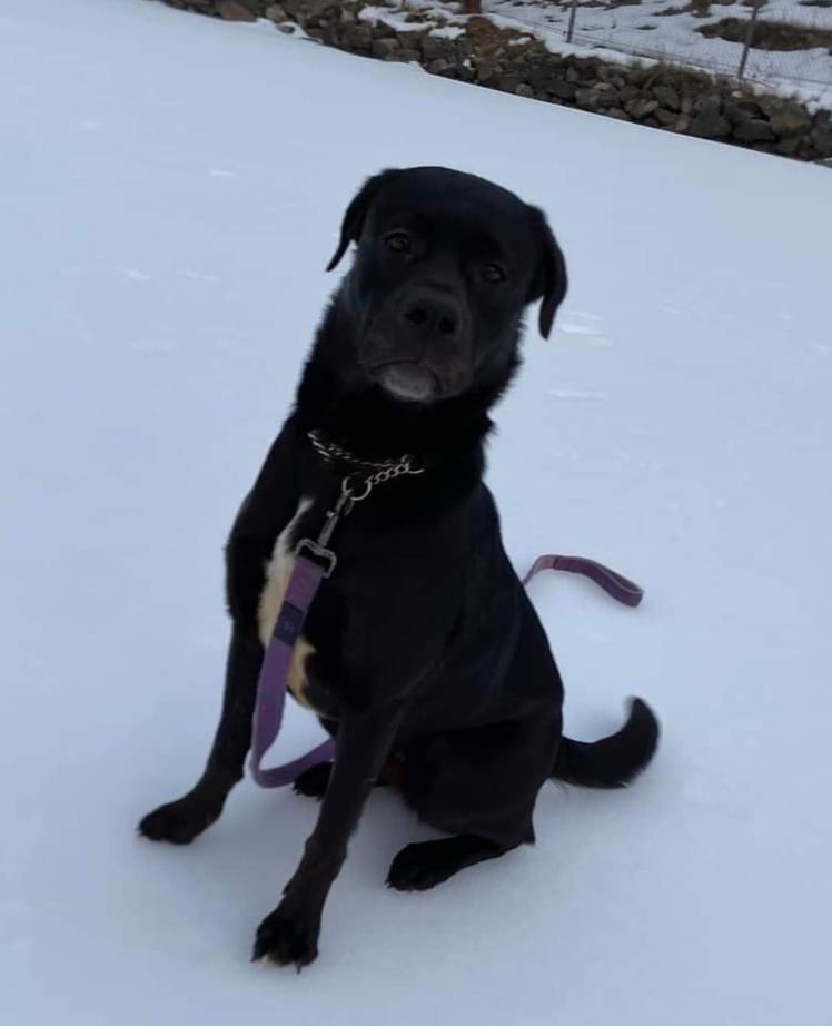 Lady, a Adoptable mixed breed in Lively, ON image 3/3