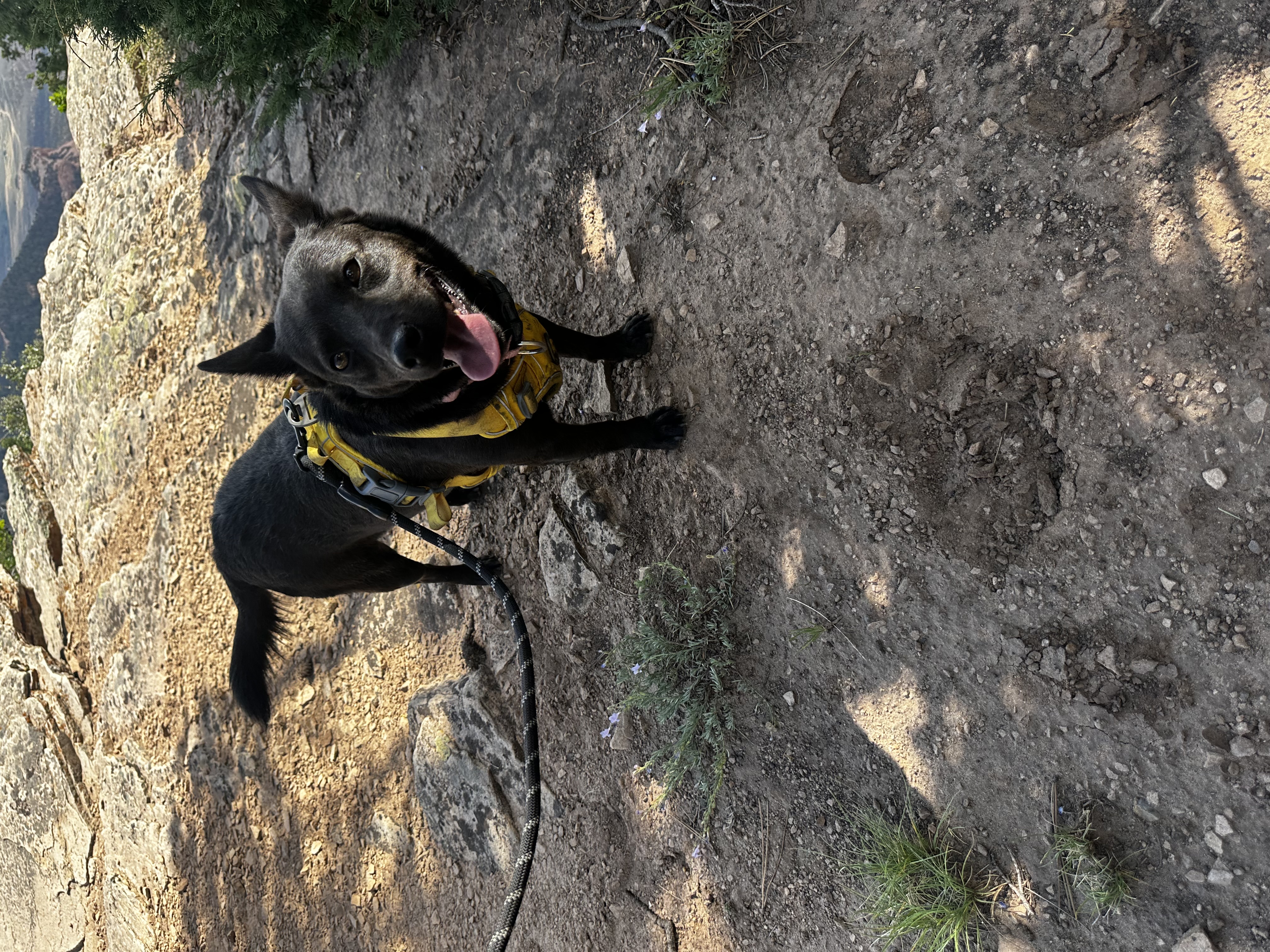 Willow, a Adoptable mixed breed in Prescott, AZ image 2/4