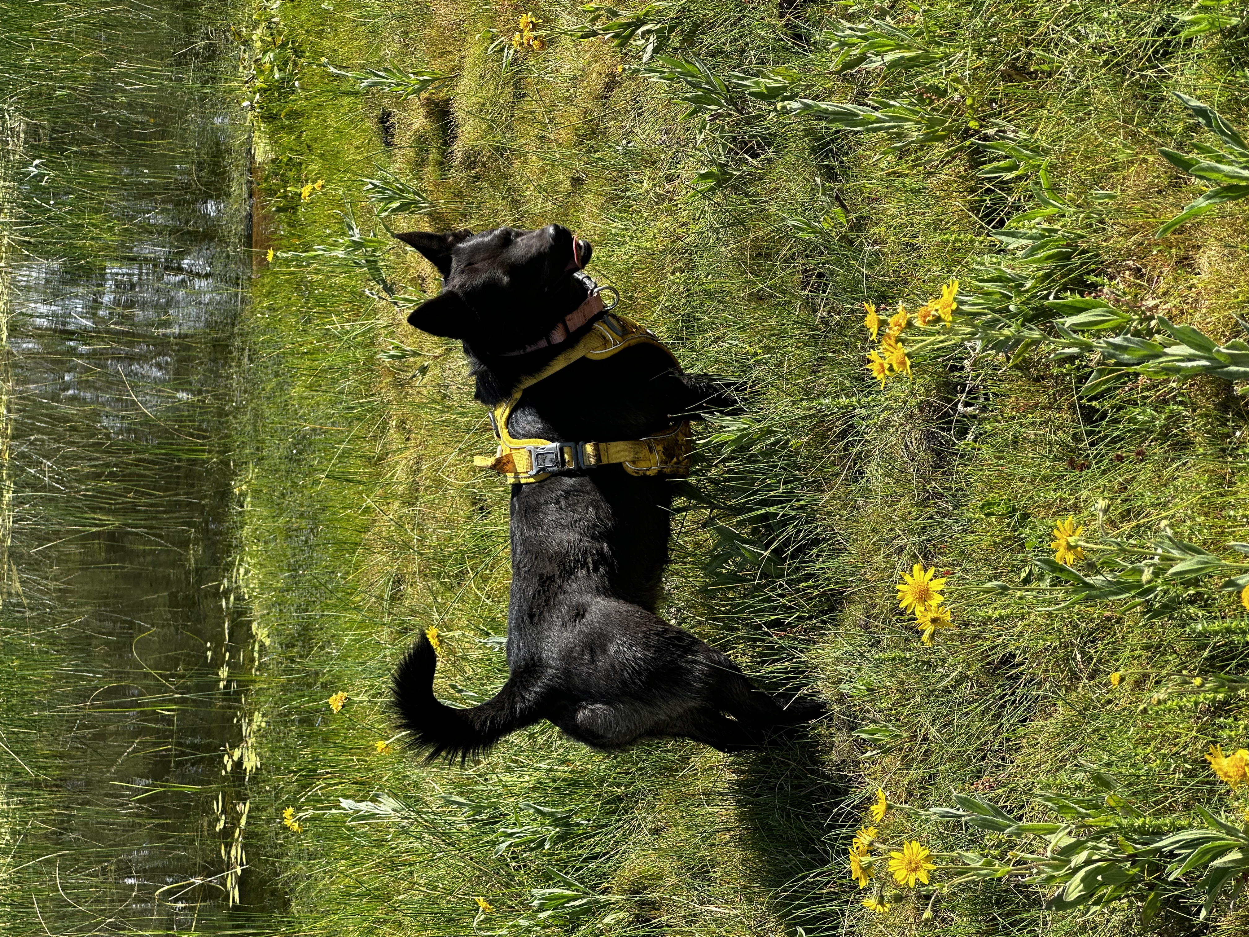 Willow, a Adoptable mixed breed in Prescott, AZ image 3/4