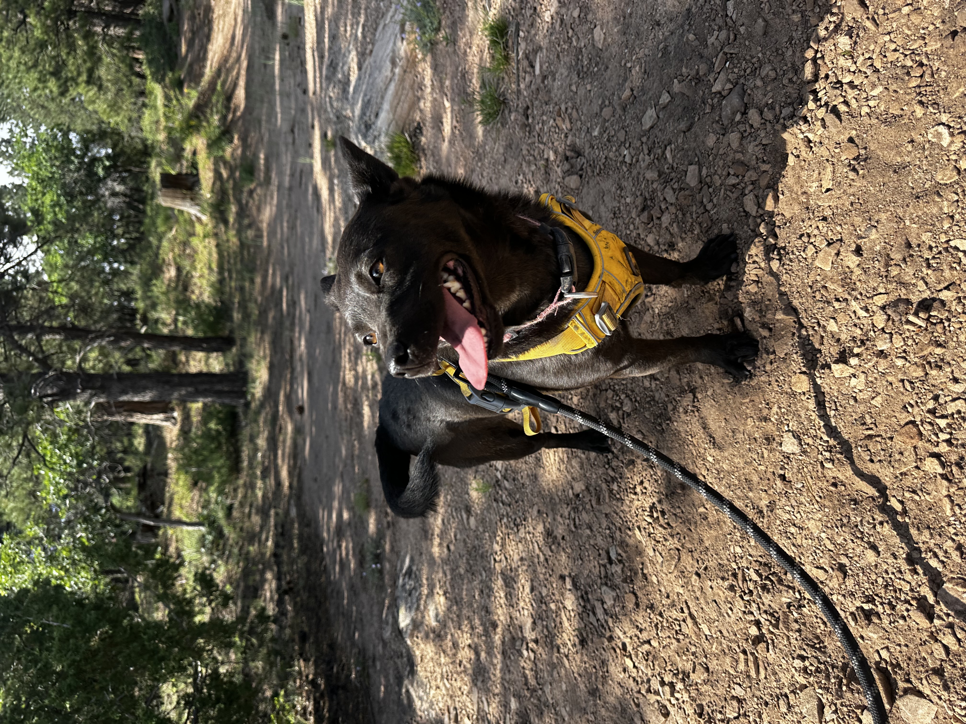 Willow, a Adoptable mixed breed in Prescott, AZ image 1/4