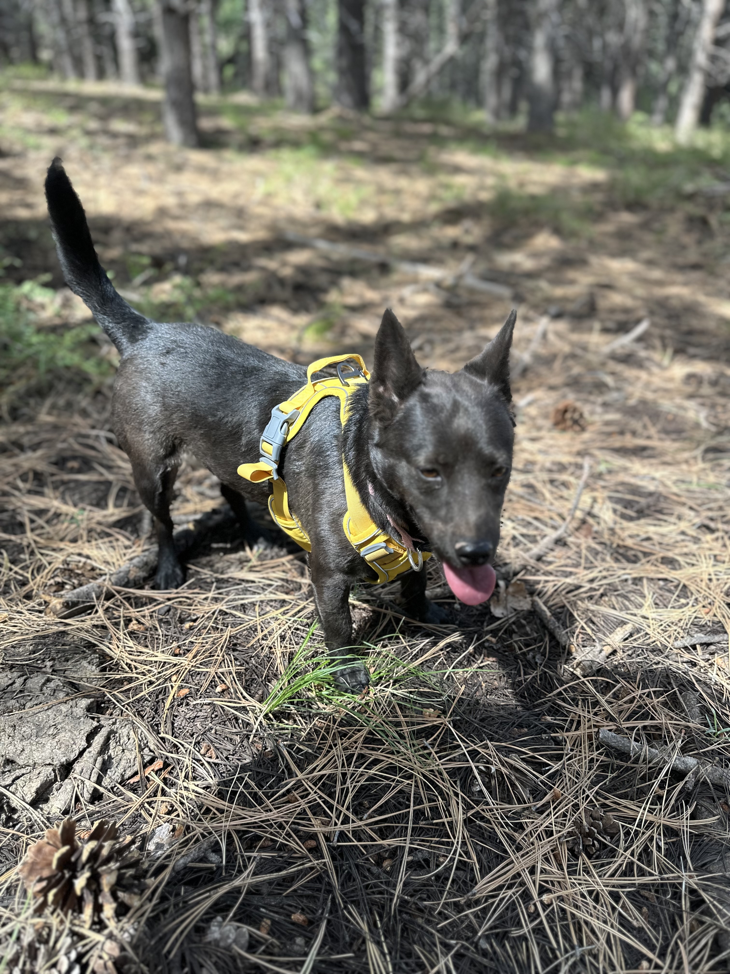 Willow, a Adoptable mixed breed in Prescott, AZ image 4/4