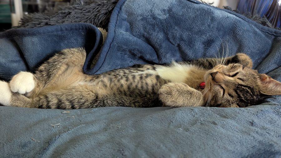 Enlarge Sylvie, a Adoptable Domestic Short Hair in Bowie, MD image 3/6