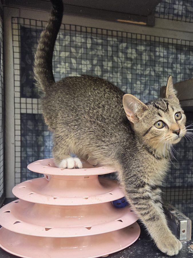Sylvie, Adoptable, Kitten Female Domestic Short Hair.