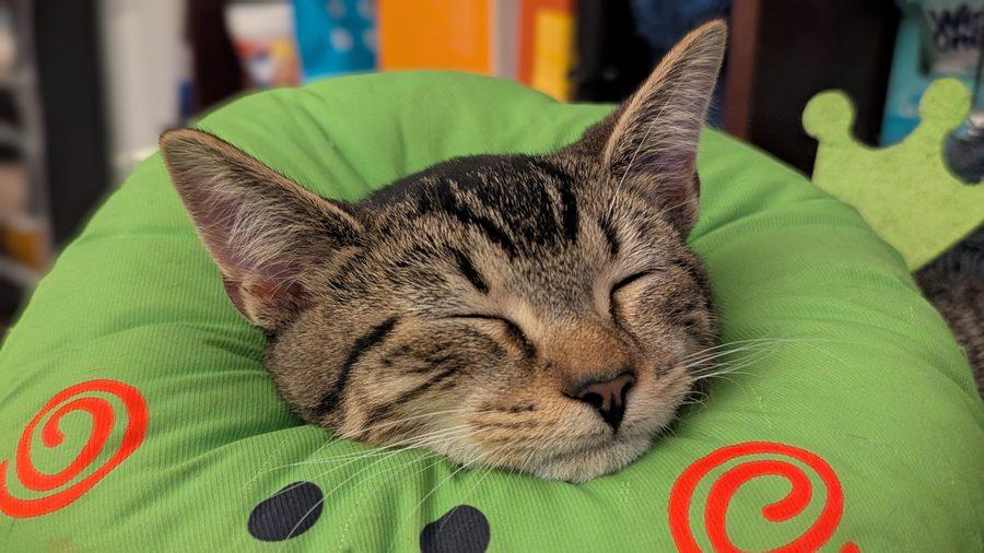 Enlarge Sylvie, a Adoptable Domestic Short Hair in Bowie, MD image 2/6