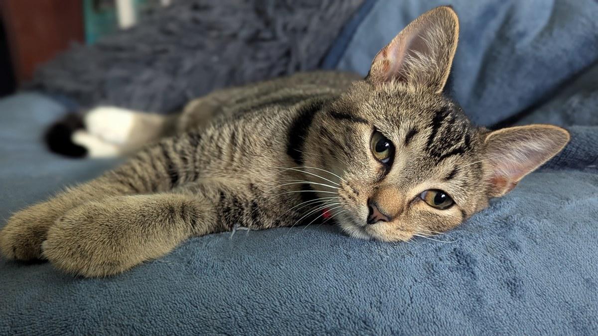 Enlarge Sylvie, a Adoptable Domestic Short Hair in Bowie, MD image 4/6