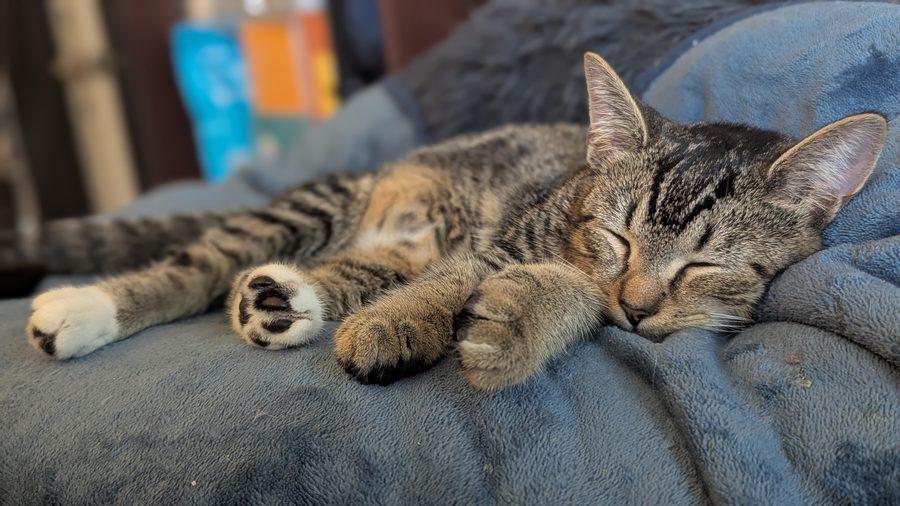 Enlarge Sylvie, a Adoptable Domestic Short Hair in Bowie, MD image 5/6