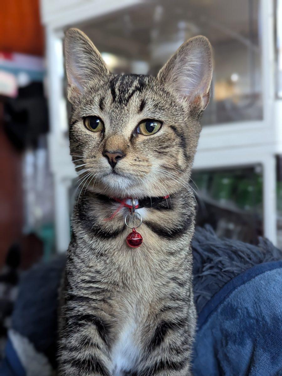 Enlarge Sylvie, a Adoptable Domestic Short Hair in Bowie, MD image 6/6