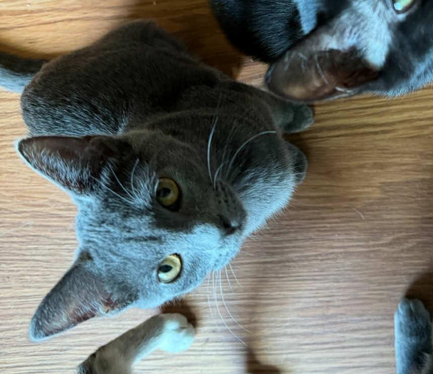 Enlarge Meeka, a Adoptable Domestic Short Hair in Mansfield, TX image 1/3