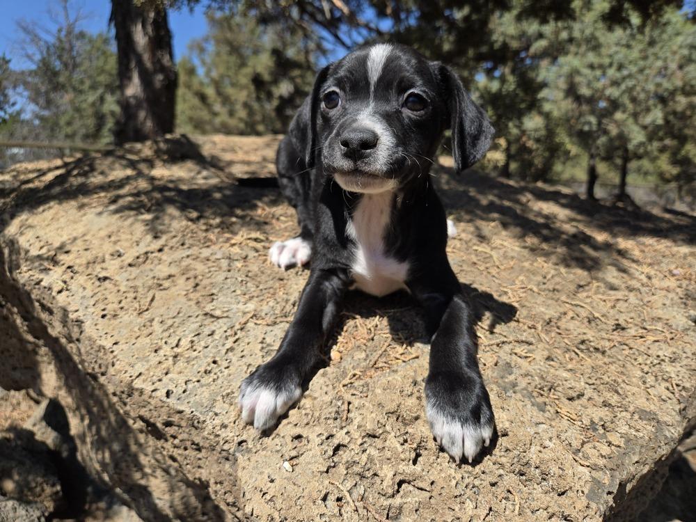 Jacy, Adoptable, Puppy Male Terrier & Dachshund.