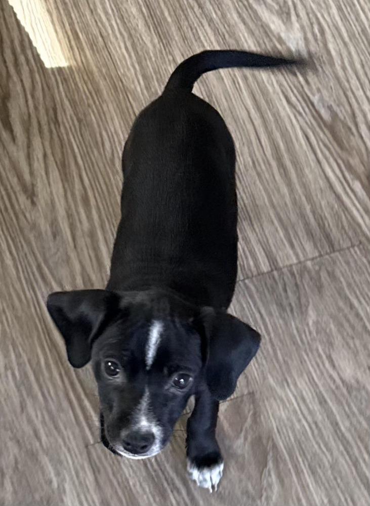 Jacy, a Adoptable mixed breed in Bend, OR image 2/3