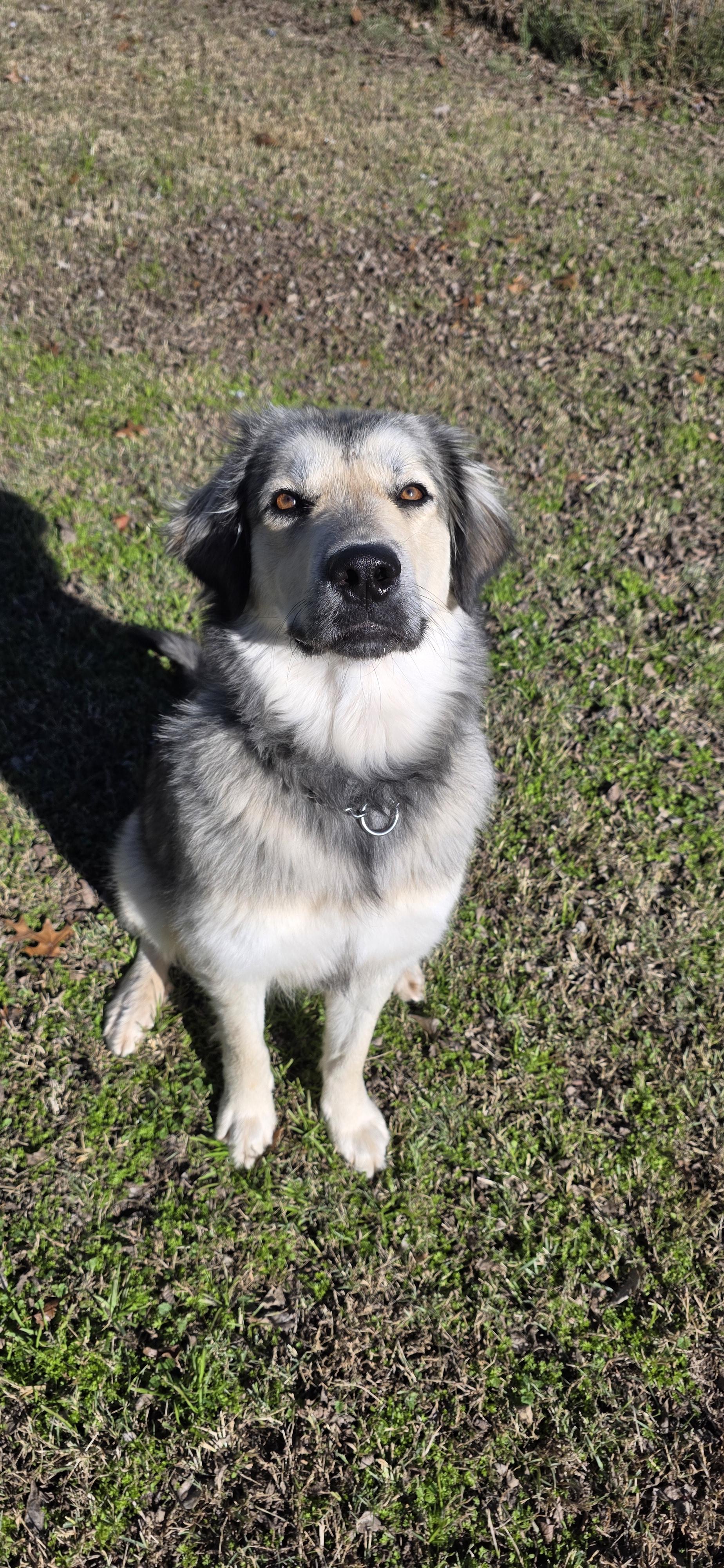 Enlarge Daisy, a Adoptable Alaskan Malamute in Seattle, WA image 1/3