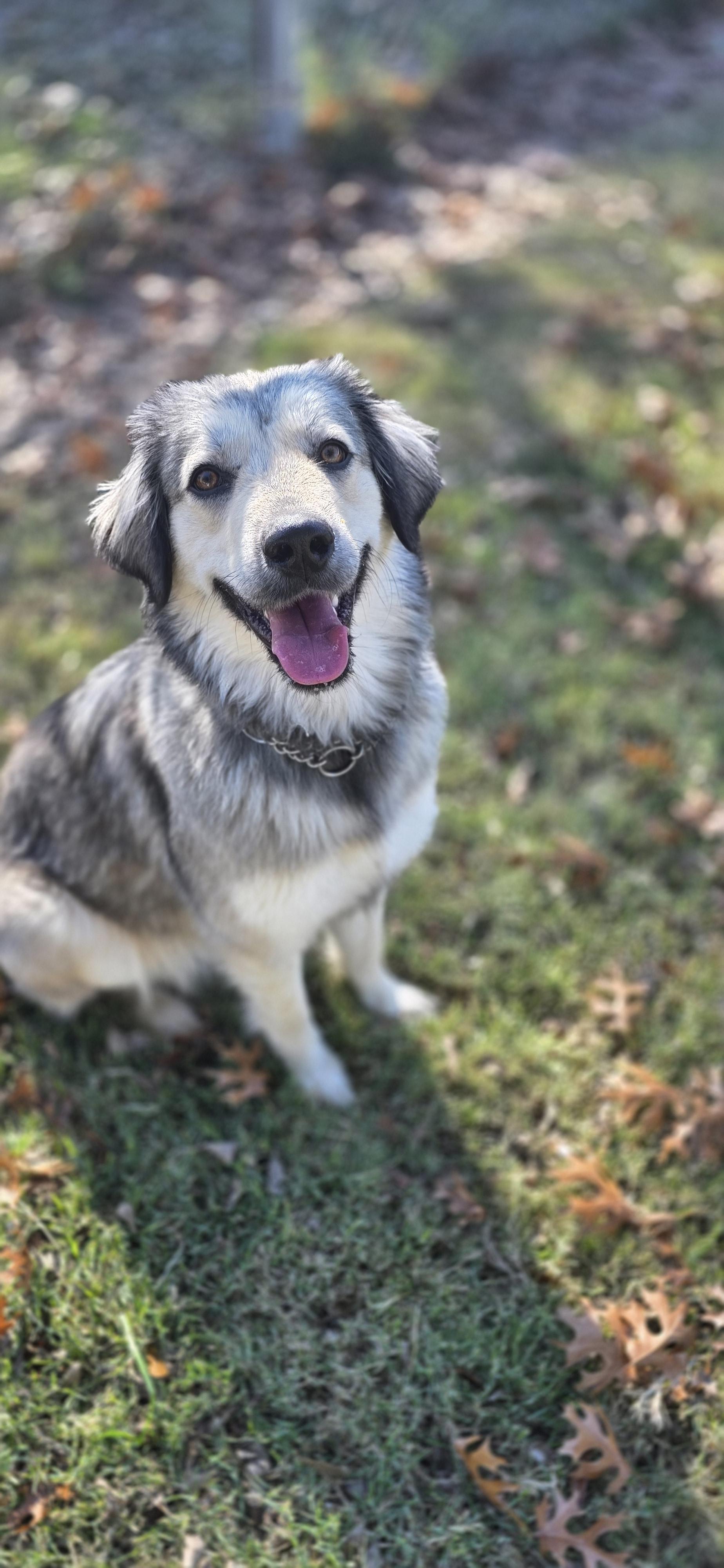 Enlarge Daisy, a Adoptable Alaskan Malamute in Seattle, WA image 3/3