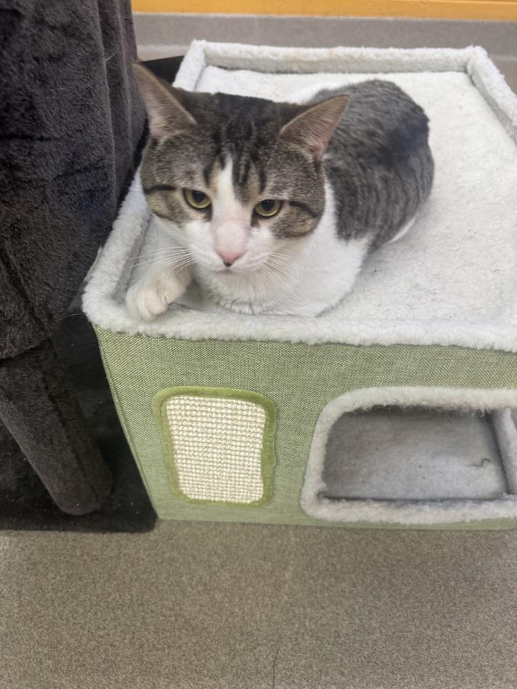 Enlarge Fry, a Adoptable Domestic Short Hair in North Brunswick, NJ image 1/1