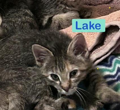 Enlarge Brook & Lake, an adopted Domestic Short Hair in Shoreview , MN image 2/2