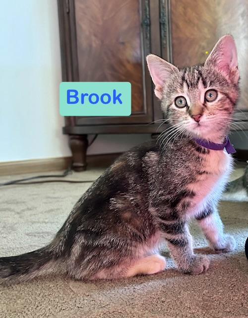 Brook & Lake, adopted, Kitten Female Domestic Short Hair.