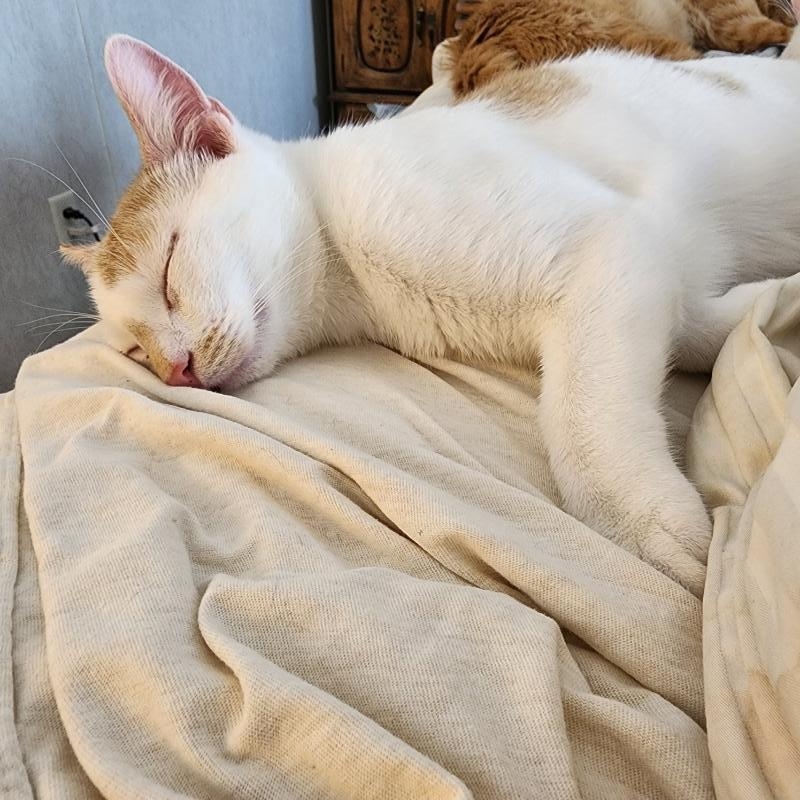 Enlarge Jerry, a Adoptable Domestic Short Hair in Waverly, IA image 6/6