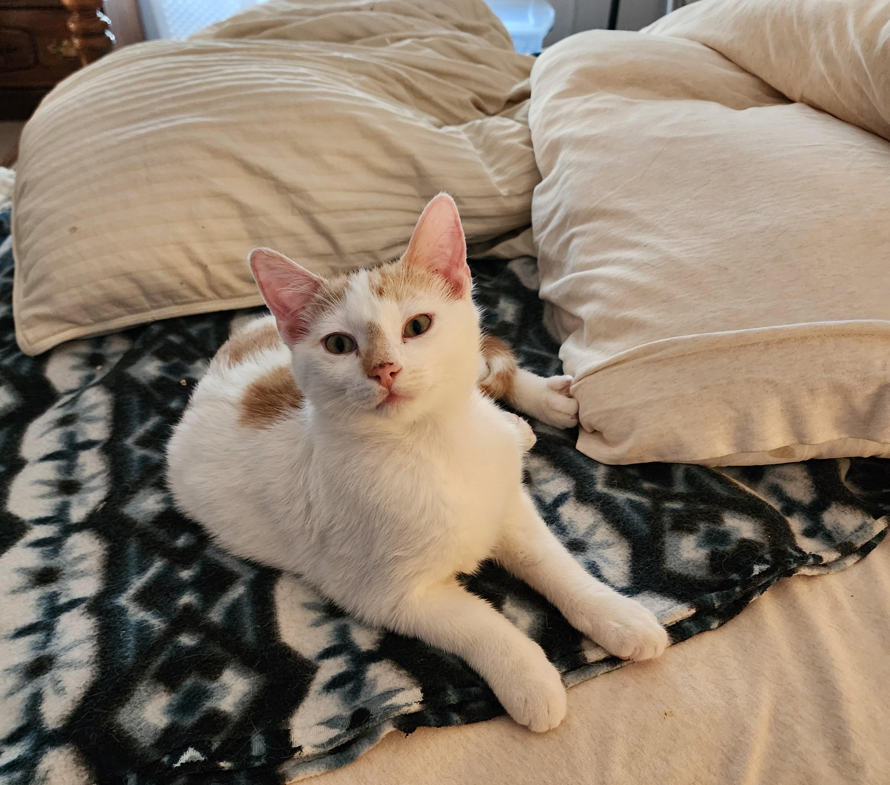 Enlarge Jerry, a Adoptable Domestic Short Hair in Waverly, IA image 3/6