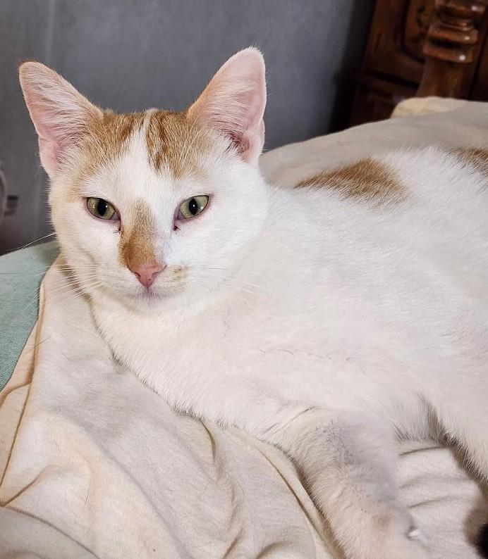 Enlarge Jerry, a Adoptable Domestic Short Hair in Waverly, IA image 1/6