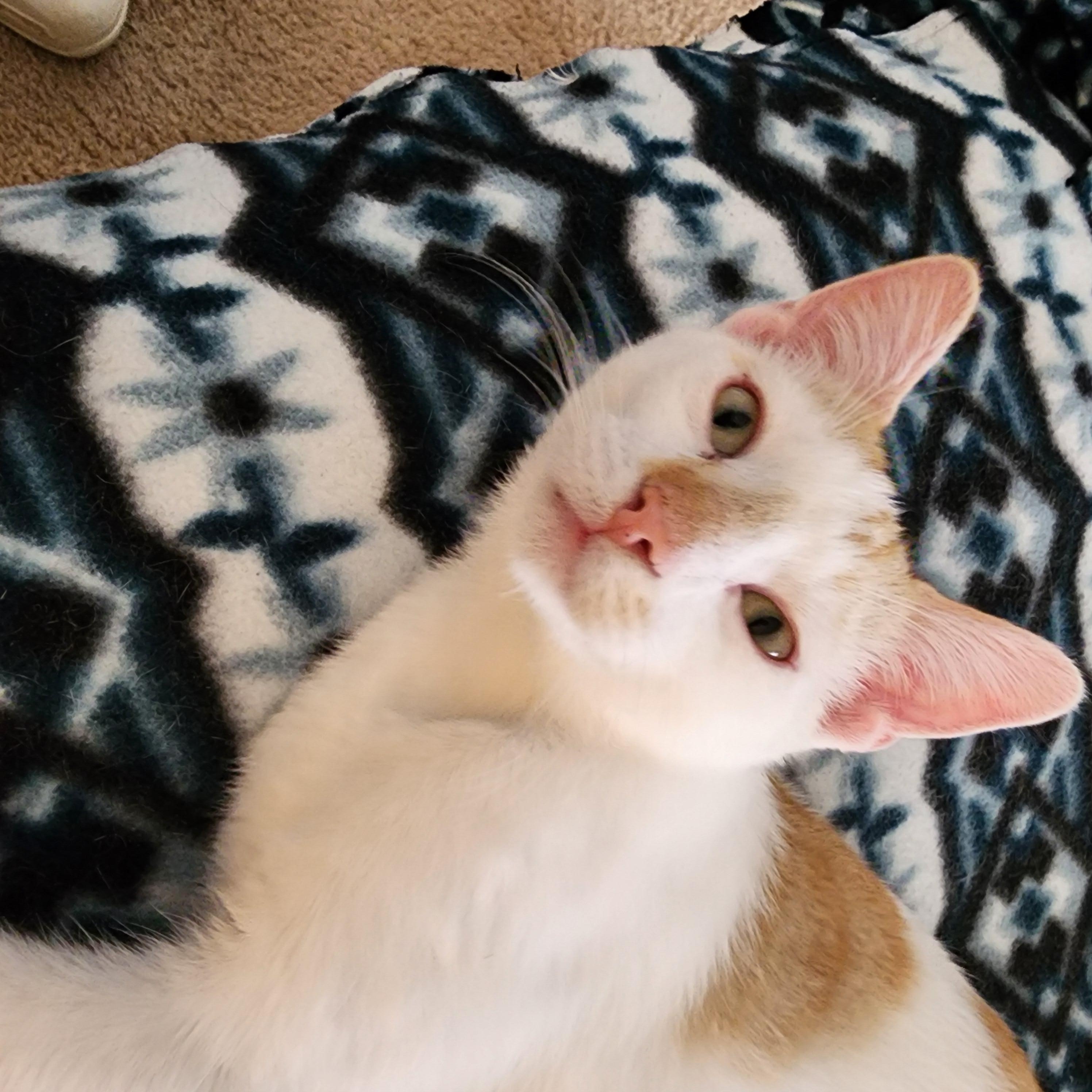 Enlarge Jerry, a Adoptable Domestic Short Hair in Waverly, IA image 2/6