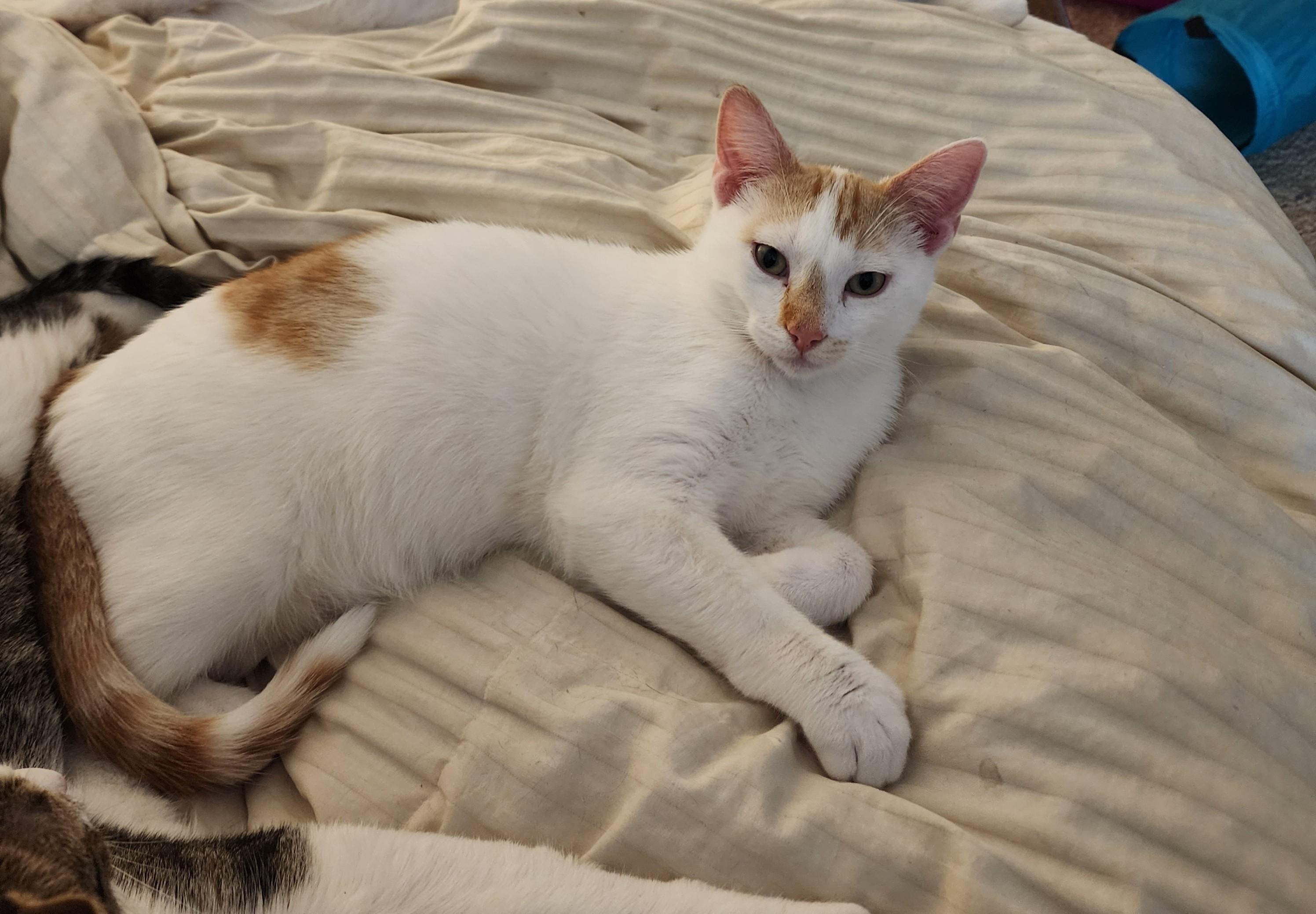 Enlarge Jerry, a Adoptable Domestic Short Hair in Waverly, IA image 4/6