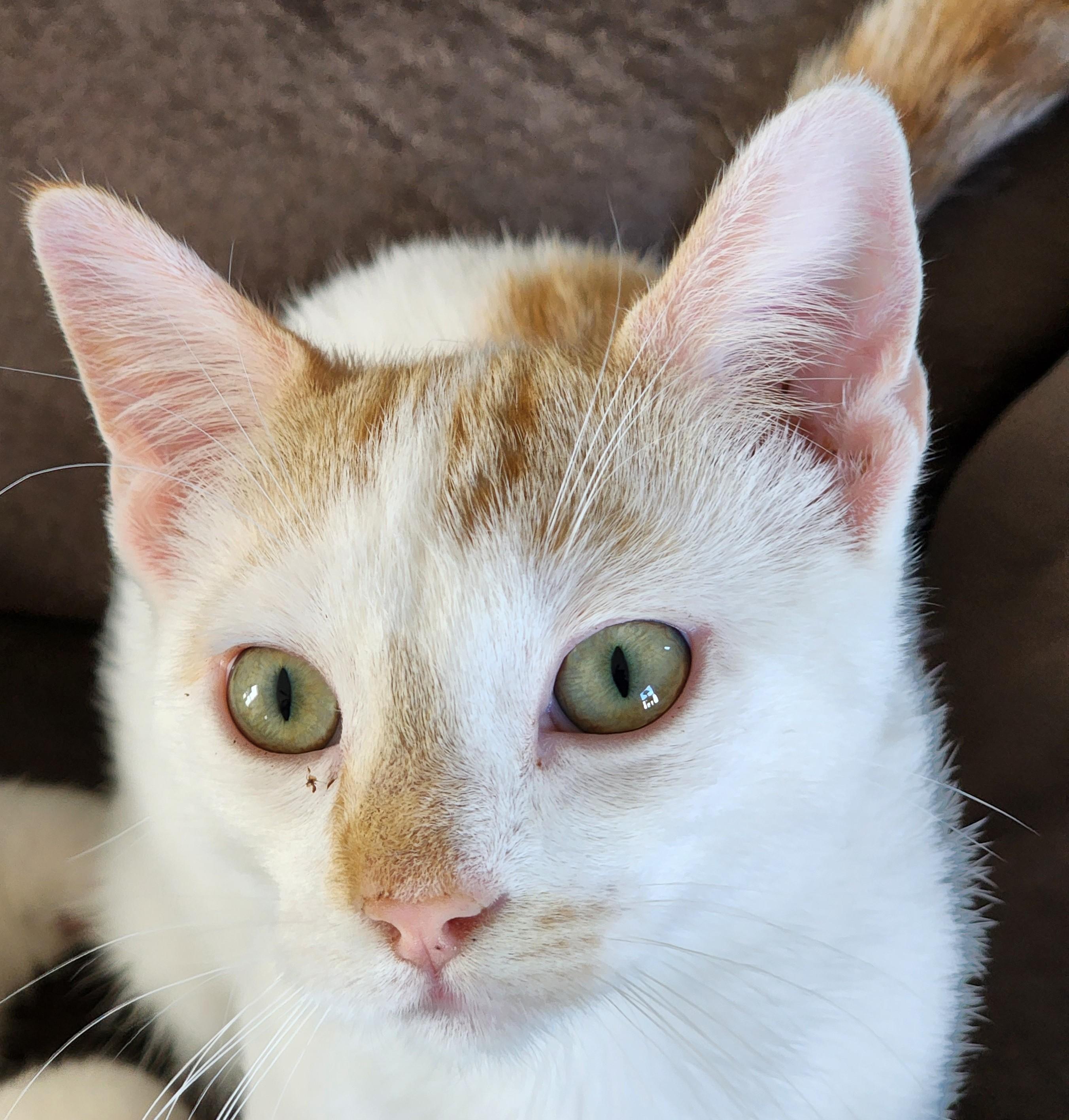 Enlarge Jerry, a Adoptable Domestic Short Hair in Waverly, IA image 5/6