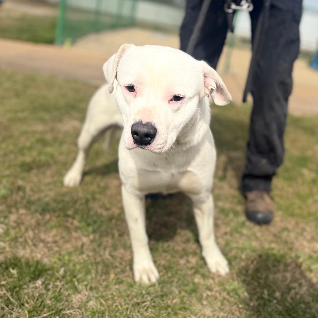Enlarge Avalanche, a Adoptable Mixed Breed in Corinth, MS image 1/1