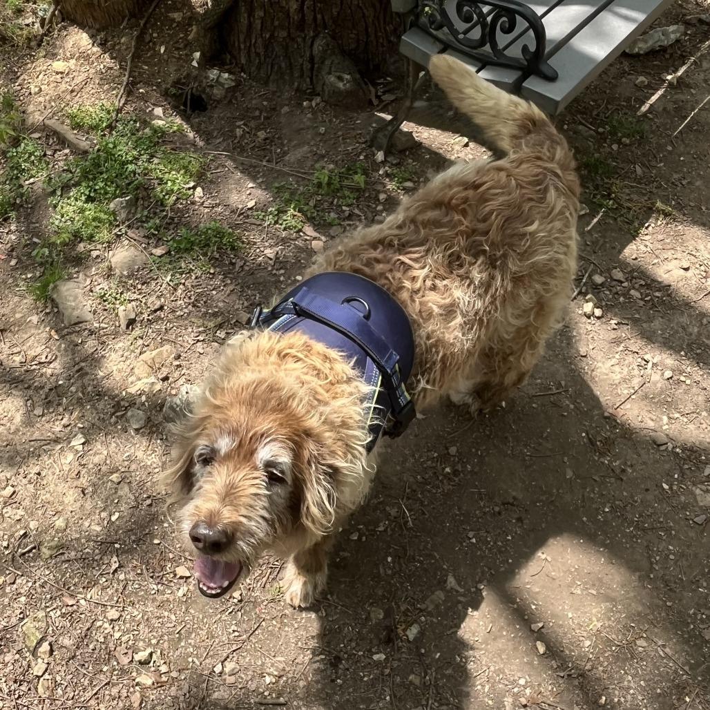 Mallie, Adoptable, Senior Female Labrador Retriever & Poodle.