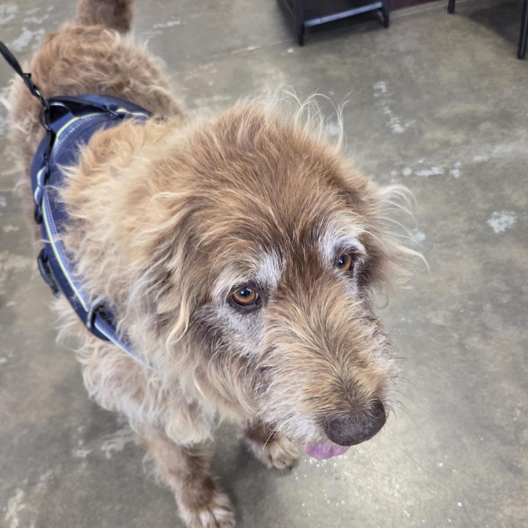 Enlarge Mallie, a Adoptable mixed breed in Branson, MO image 2/6