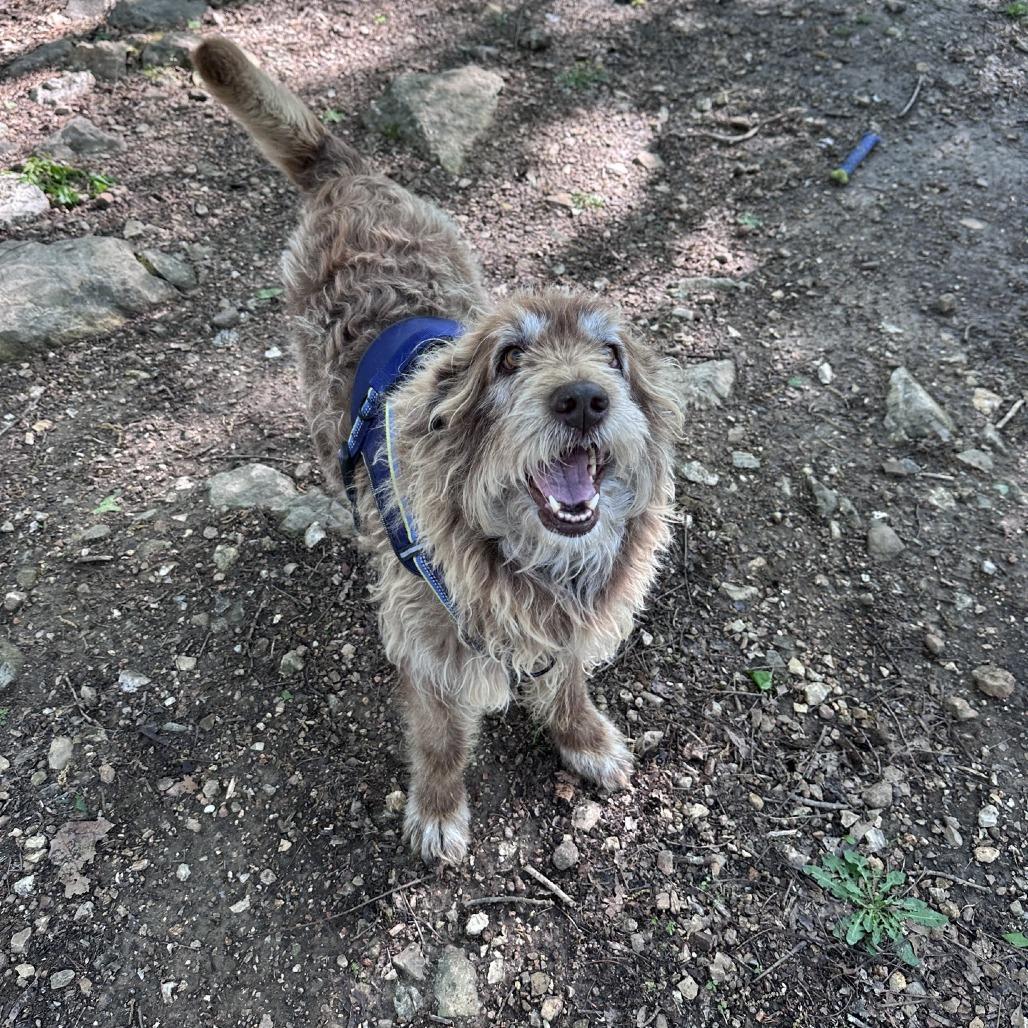 Enlarge Mallie, a Adoptable mixed breed in Branson, MO image 4/6