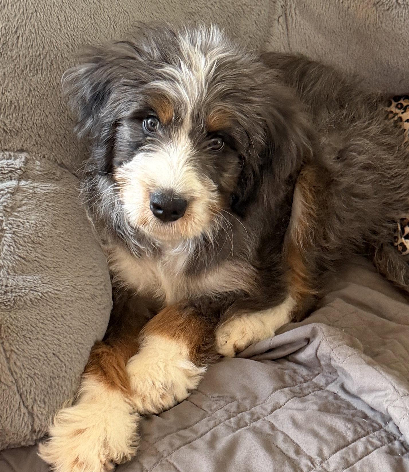 Max May 26 -too many aps, a Adopted mixed breed in Pacolet, SC image 2/3