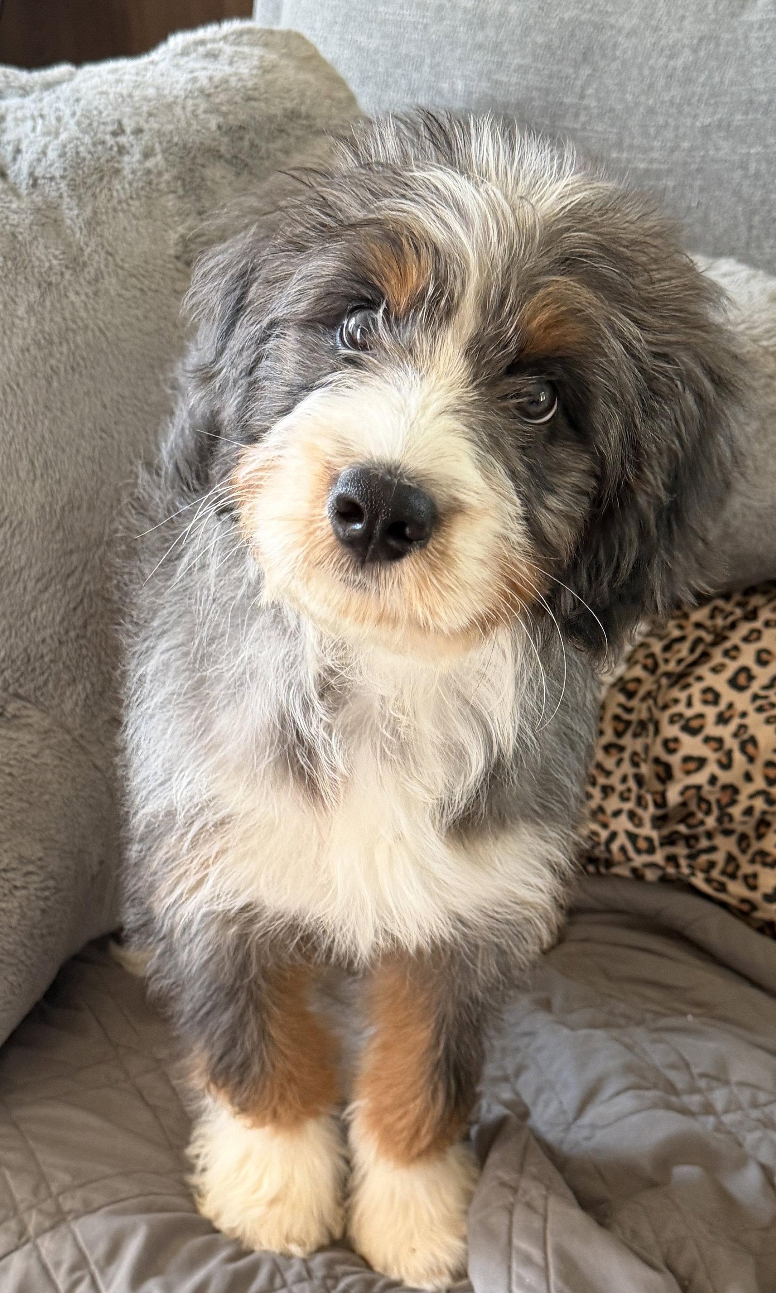 Max May 26 -too many aps, a Adopted mixed breed in Pacolet, SC image 3/3