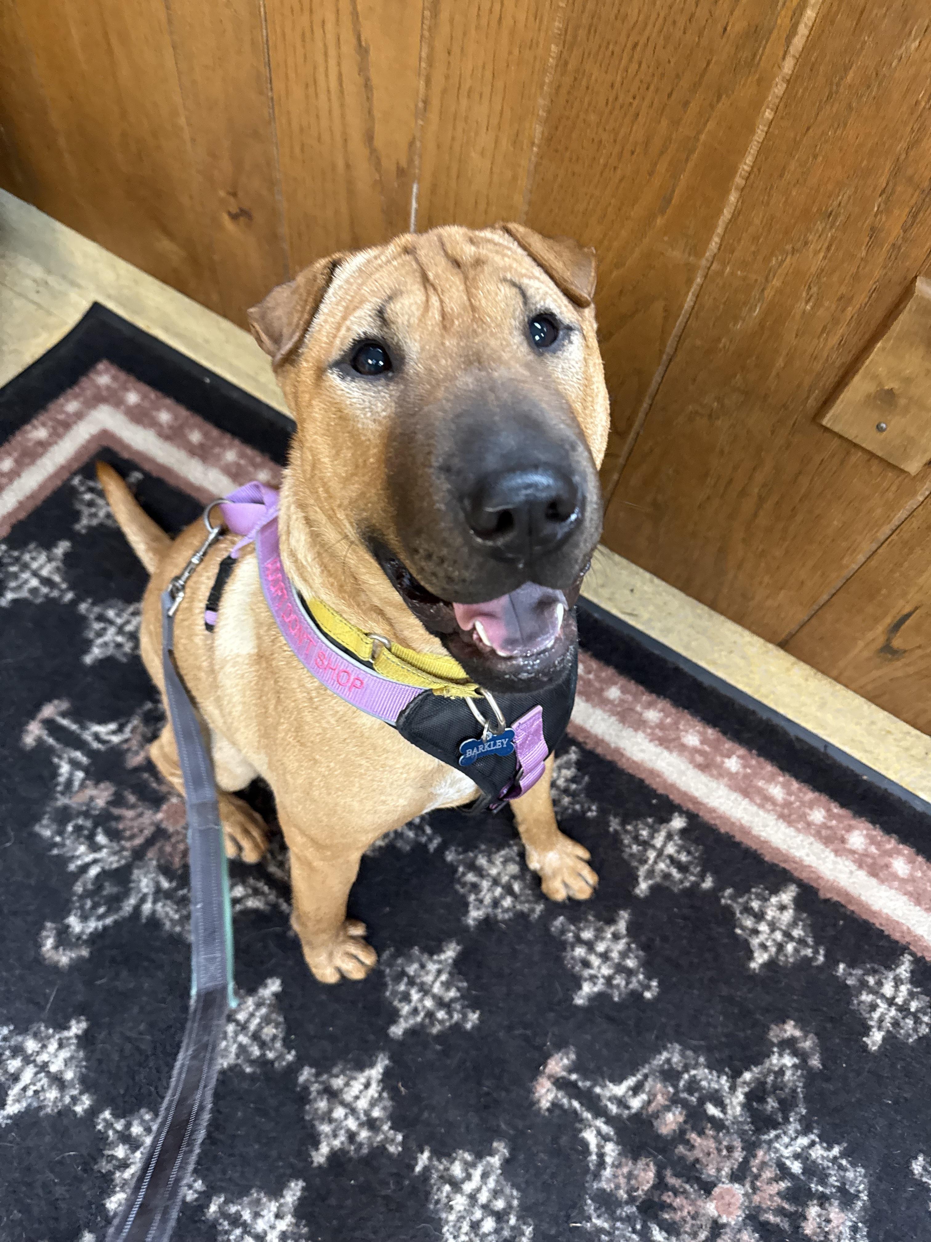 Barkley, Adoptable, Young Male Shar-Pei & Bull Terrier.