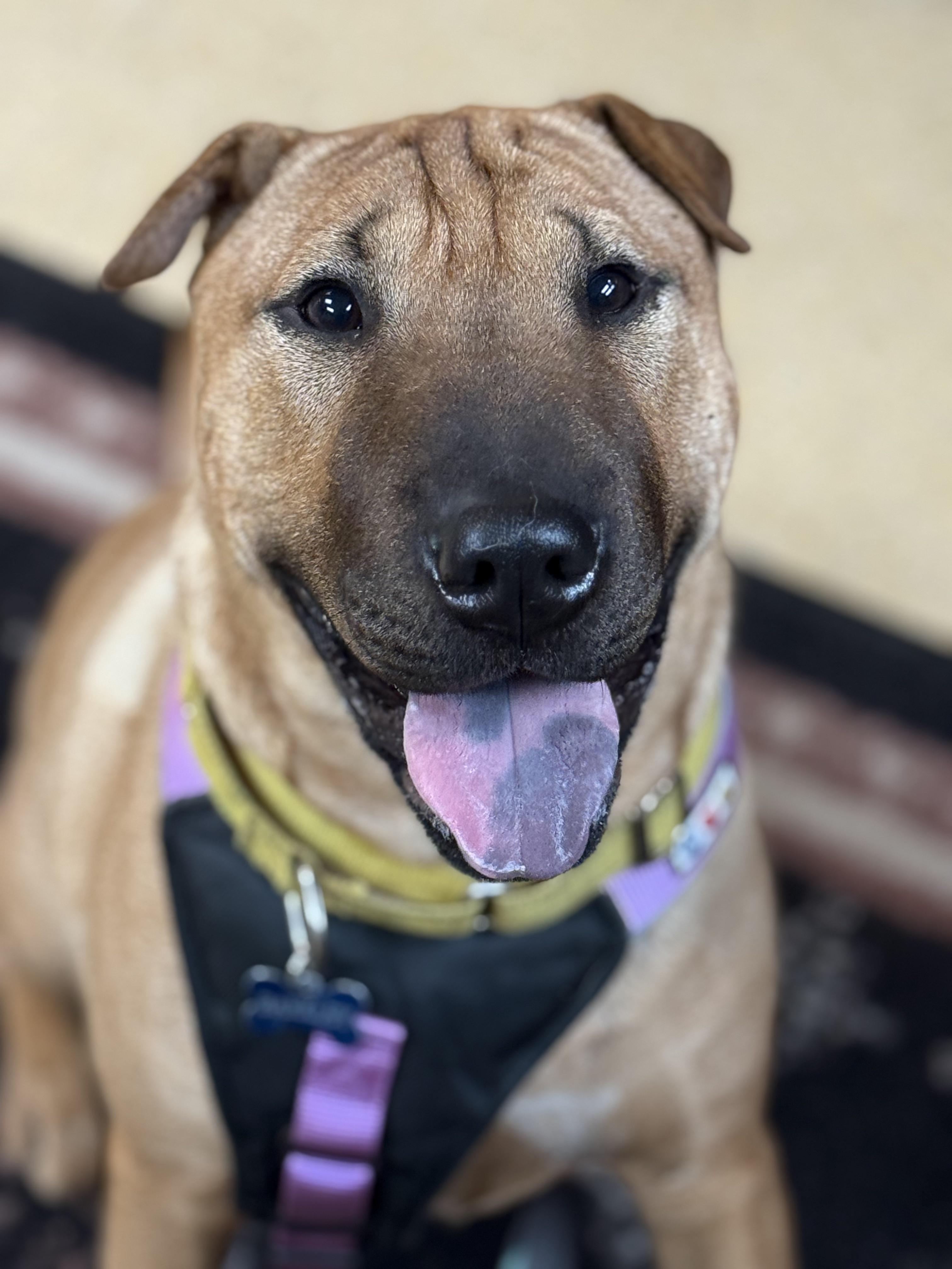 Enlarge Barkley, a Adoptable mixed breed in Philadelphia, PA image 5/6